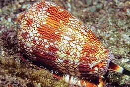La lumaca più letale al mondo nasconde un veleno che può curarci