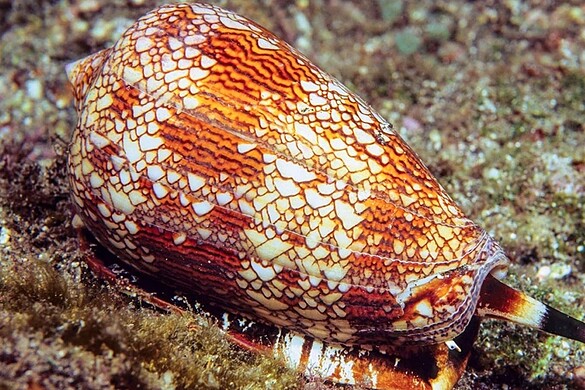 La lumaca più letale al mondo nasconde un veleno che può curarci