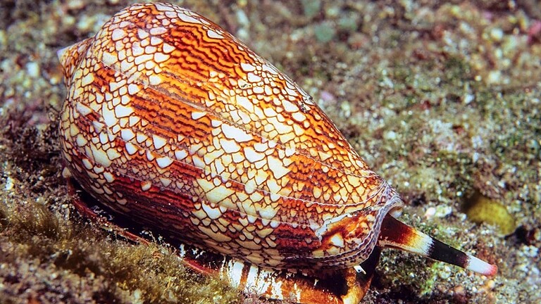 La lumaca più letale al mondo nasconde un veleno che può curarci