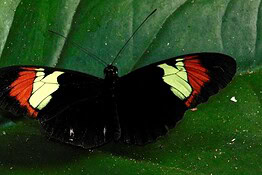 Heliconius hewitsoni, la farfalla che vive 25 volte più a lungo e invecchia lentamente