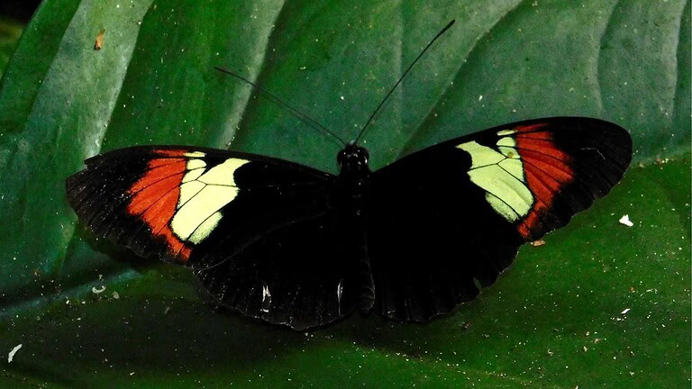 Heliconius hewitsoni, la farfalla che vive 25 volte più a lungo e invecchia lentamente