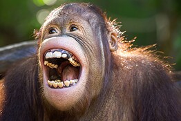 La risata esiste da 15 milioni di anni: ridiamo come oranghi e gorilla