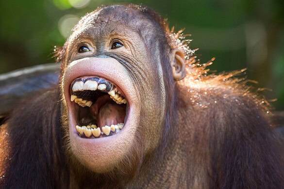 La risata esiste da 15 milioni di anni: ridiamo come oranghi e gorilla
