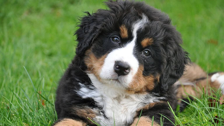 Demenza nei cani: il segnale nascosto nel modo di camminare
