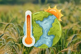 Frumento e orzo anti-clima: il dna delle piante può salvare l’agricoltura