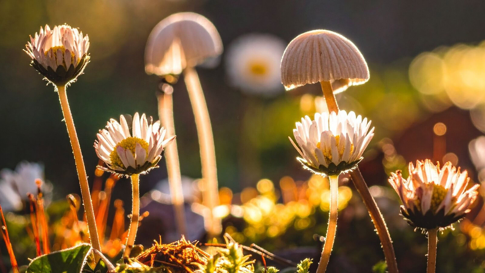Funghi e piante, una rete sotterranea lunga mille miliardi di km