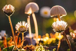 Funghi e piante, una rete sotterranea lunga mille miliardi di km