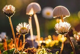 Funghi e piante, una rete sotterranea lunga mille miliardi di km