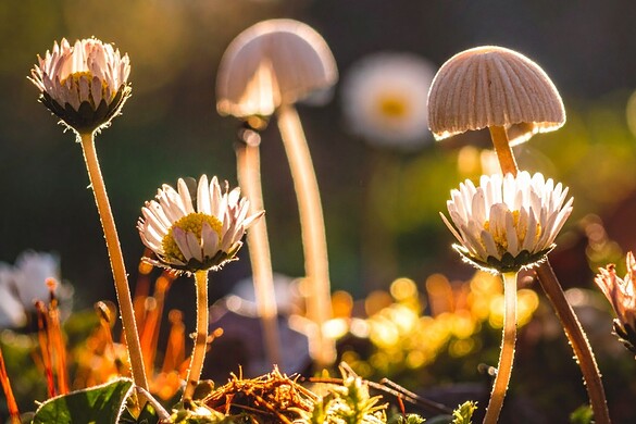 Funghi e piante, una rete sotterranea lunga mille miliardi di km