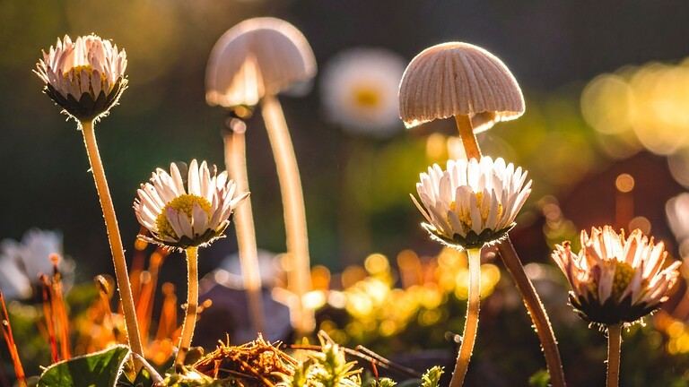 Funghi e piante, una rete sotterranea lunga mille miliardi di km