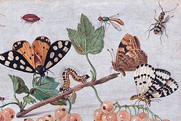 Insetti sulla Terra, sono il triplo del previsto: fino a 20 milioni di specie