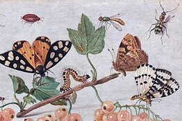 Insetti sulla Terra, sono il triplo del previsto: fino a 20 milioni di specie