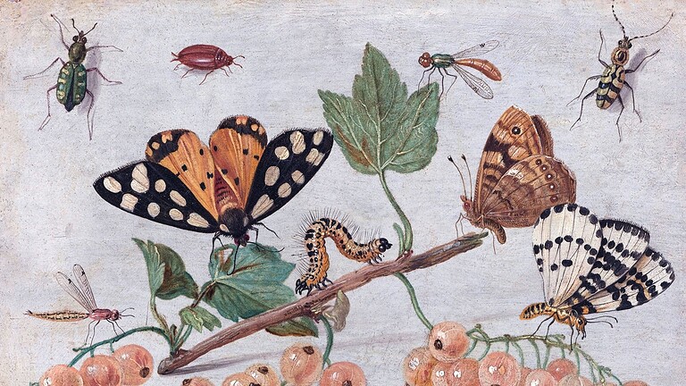 Insetti sulla Terra, sono il triplo del previsto: fino a 20 milioni di specie