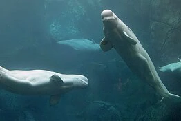 Una beluga supera il test dello specchio: è autoconsapevole