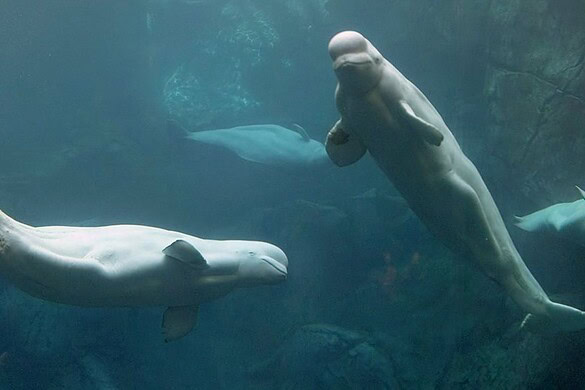Una beluga supera il test dello specchio: è autoconsapevole