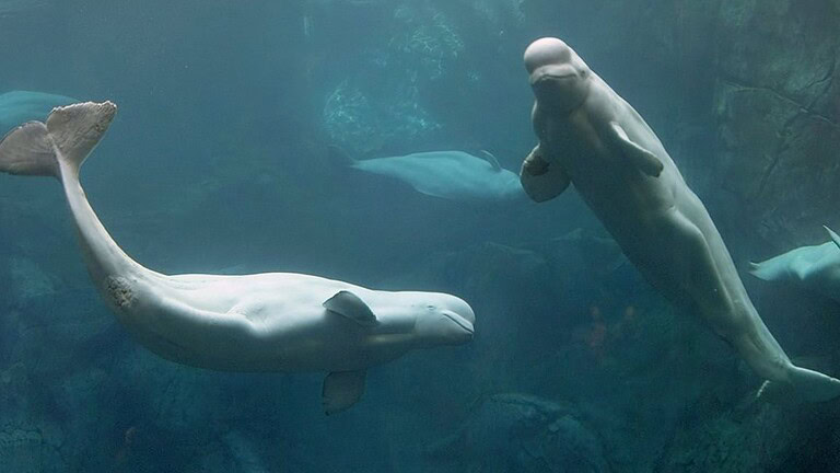 Una beluga supera il test dello specchio: è autoconsapevole