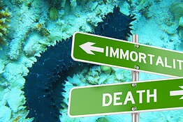 Cetrioli di mare immortali: i frammenti vivono per anni nei fondali