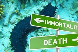 Cetrioli di mare immortali: i frammenti vivono per anni nei fondali