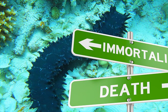 Cetrioli di mare immortali: i frammenti vivono per anni nei fondali