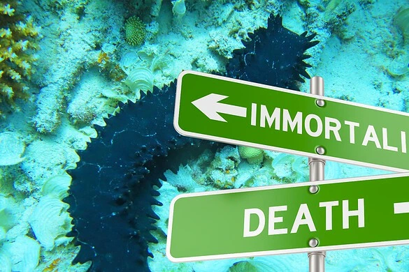 Cetrioli di mare immortali: i frammenti vivono per anni nei fondali