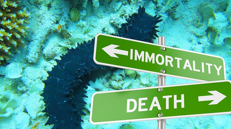Cetrioli di mare immortali: i frammenti vivono per anni nei fondali