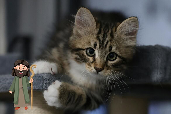 Sindrome di Noè: quando l’amore per gli animali diventa malattia