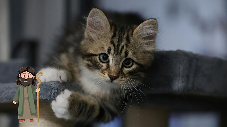 Sindrome di Noè: quando l'amore per gli animali diventa malattia