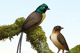 Plumadraco bankoorum, l’uccello preistorico dalle piume iridescenti