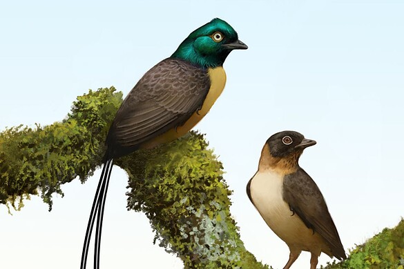 Plumadraco bankoorum, l’uccello preistorico dalle piume iridescenti
