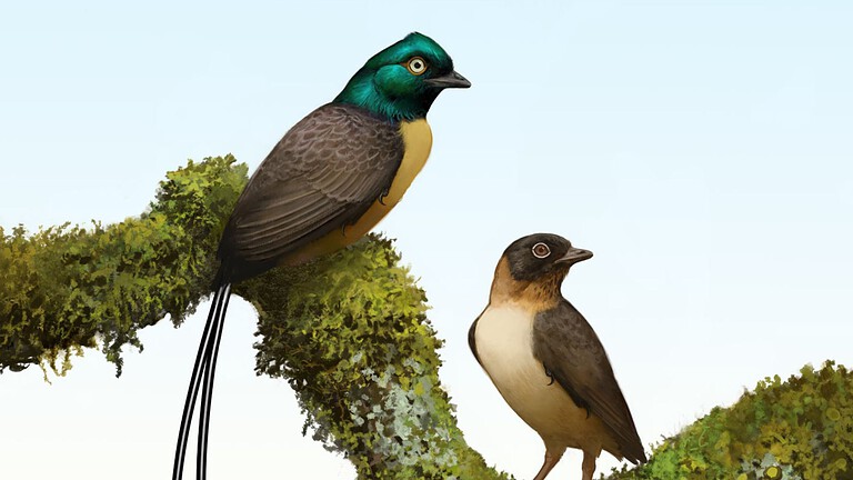 Plumadraco bankoorum, l'uccello preistorico dalle piume iridescenti