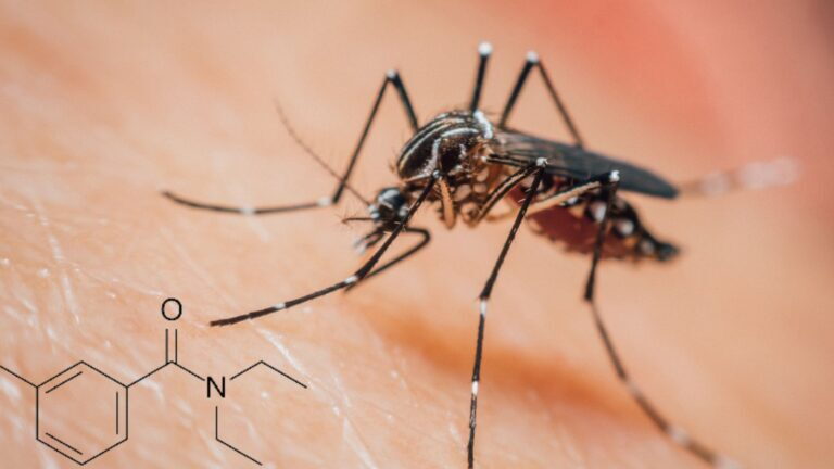 Le Zanzare Amano Il Deet: Il Repellente Anti Zanzara Ora Le Attira