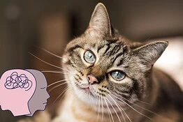 Avere un gatto aumenta il rischio di schizofrenia? Cosa dice la scienza