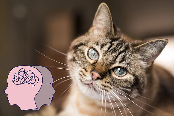 Avere un gatto aumenta il rischio di schizofrenia? Cosa dice la scienza