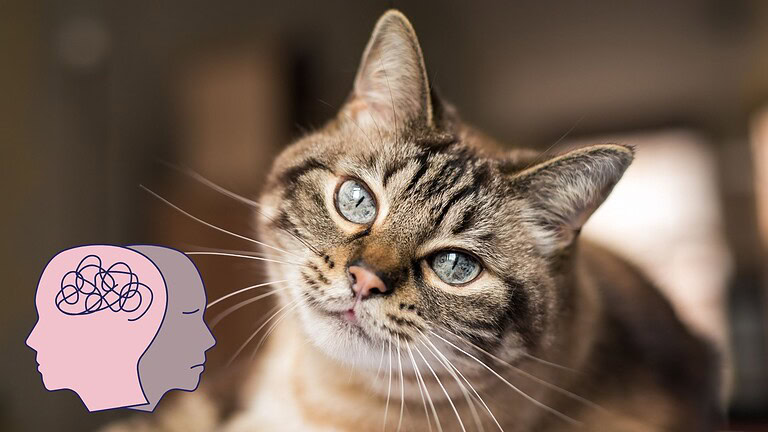 Avere un gatto aumenta il rischio di schizofrenia? Cosa dice la scienza
