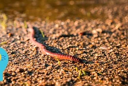 Worm IA che ragiona da solo: la nuova minaccia che spaventa gli esperti