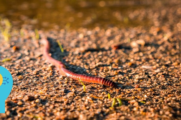 Worm IA che ragiona da solo: la nuova minaccia che spaventa gli esperti