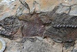 Egitto, fossili di pesci nel deserto: gli antenati di specie di oggi