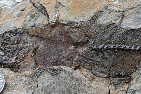 Egitto, fossili di pesci nel deserto: gli antenati di specie di oggi