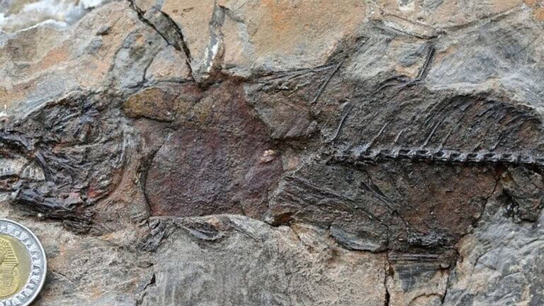Egitto, fossili di pesci nel deserto: gli antenati di specie di oggi