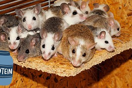 Una proteina anti-infiammazione ringiovanisce i topi anziani: lo studio