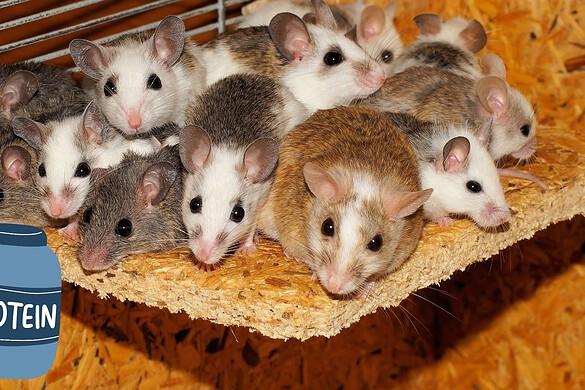 Una proteina anti-infiammazione ringiovanisce i topi anziani: lo studio