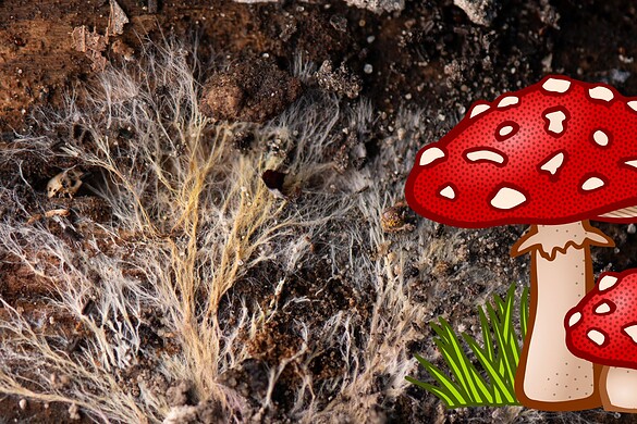 Sotto i nostri piedi una rete fungina lunga un miliardo di volte la Terra-Sole