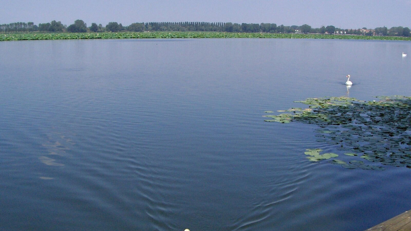 Mantova, una specie aliena minaccia i laghi e la biodiversità