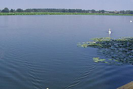 Mantova, una specie aliena minaccia i laghi e la biodiversità