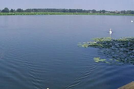 Mantova, una specie aliena minaccia i laghi e la biodiversità