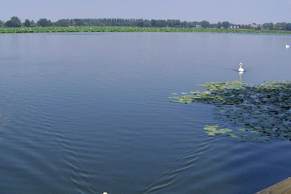 Mantova, una specie aliena minaccia i laghi e la biodiversità