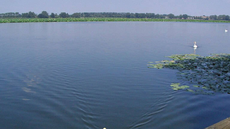 Mantova, una specie aliena minaccia i laghi e la biodiversità