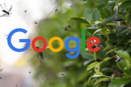 Google libera 32 milioni di zanzare sterili: il piano Debug contro le malattie
