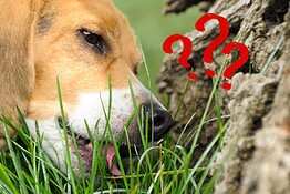 Cane che mangia l’erba: la verità che ribalta ogni convinzione