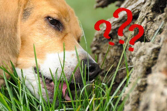 Cane che mangia l’erba: la verità che ribalta ogni convinzione